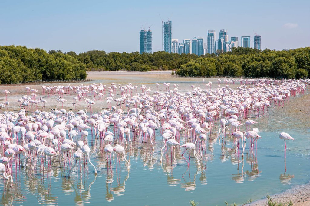 Thousands of pink flamingos in a lake with the Dubai skyline in the background.