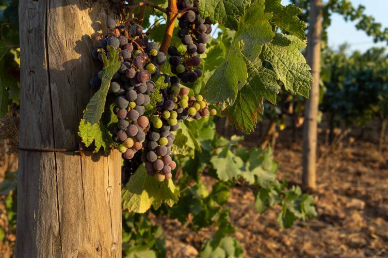 Vines in Mallorca